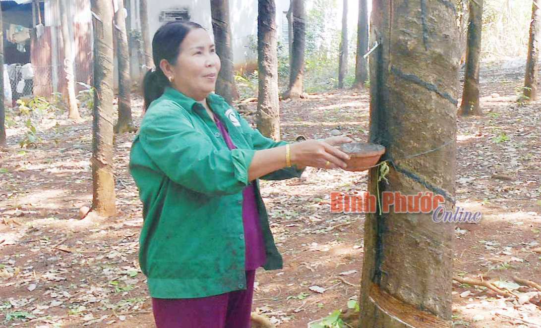 Chị Kiêm Thị Sà Rinh làm kinh tế giỏi Chị Kiêm Thị Sà Rinh làm kinh tế giỏi