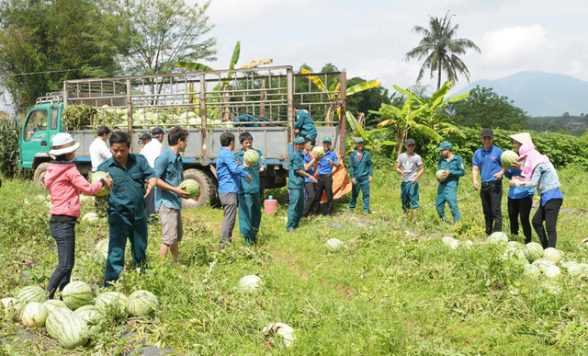 Không chỉ “giải cứu dưa hấu”