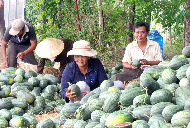 Dưa hấu mất giá, mất mùa Dưa hấu mất giá, mất mùa