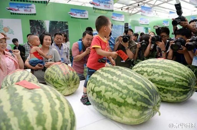Ngỡ ngàng lạc vào cuộc thi dưa hấu chỉ dành cho người khổng lồ Ngỡ ngàng lạc vào cuộc thi dưa hấu chỉ dành cho người khổng lồ