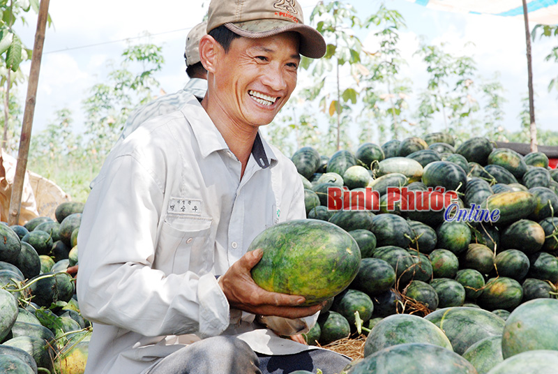 Mùa dưa hấu ở Tân Phú Mùa dưa hấu ở Tân Phú
