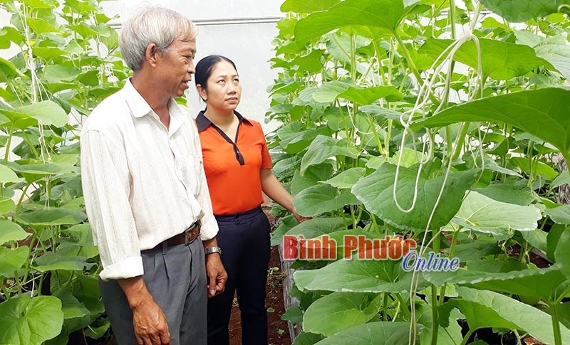 Cần cân nhắc khi đầu tư trồng dưa lưới Cần cân nhắc khi đầu tư trồng dưa lưới