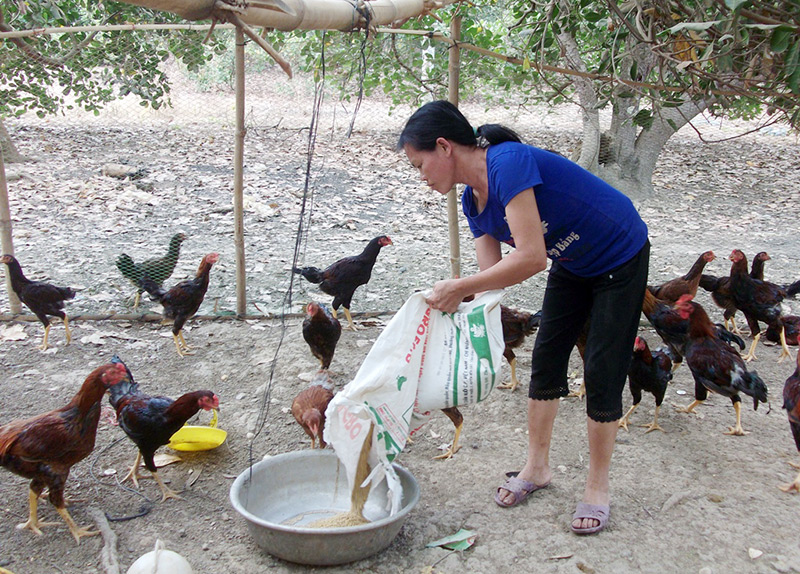 Dự án gà thả vườn ở Đồng Phú không hiệu quả Dự án gà thả vườn ở Đồng Phú không hiệu quả