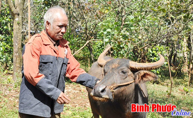 Dự án hỗ trợ trâu cho đồng bào dân tộc thiểu số có thật sự hiệu quả? Dự án hỗ trợ trâu cho đồng bào dân tộc thiểu số có thật sự hiệu quả?