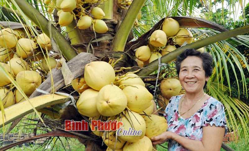 “Ngọt” từ trái dừa xiêm “Ngọt” từ trái dừa xiêm