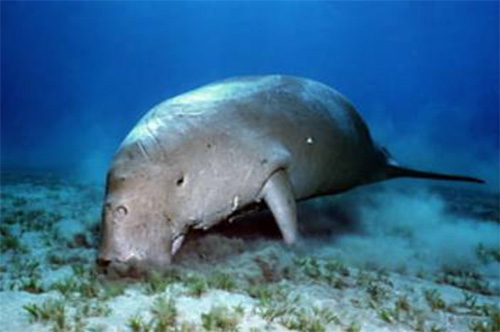 dugong1.jpg