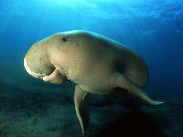 1.000 học sinh tham gia Lễ hội Bảo vệ Bò biển Dugong