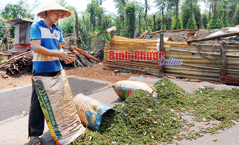 Thêm 250 nông dân liên kết với Nedspice sản xuất tiêu sạch