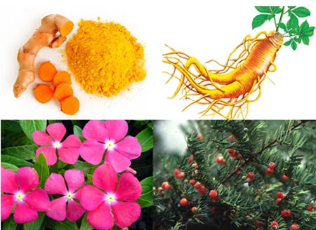 Bào chế thành công thảo dược hỗ trợ điều trị ung thư