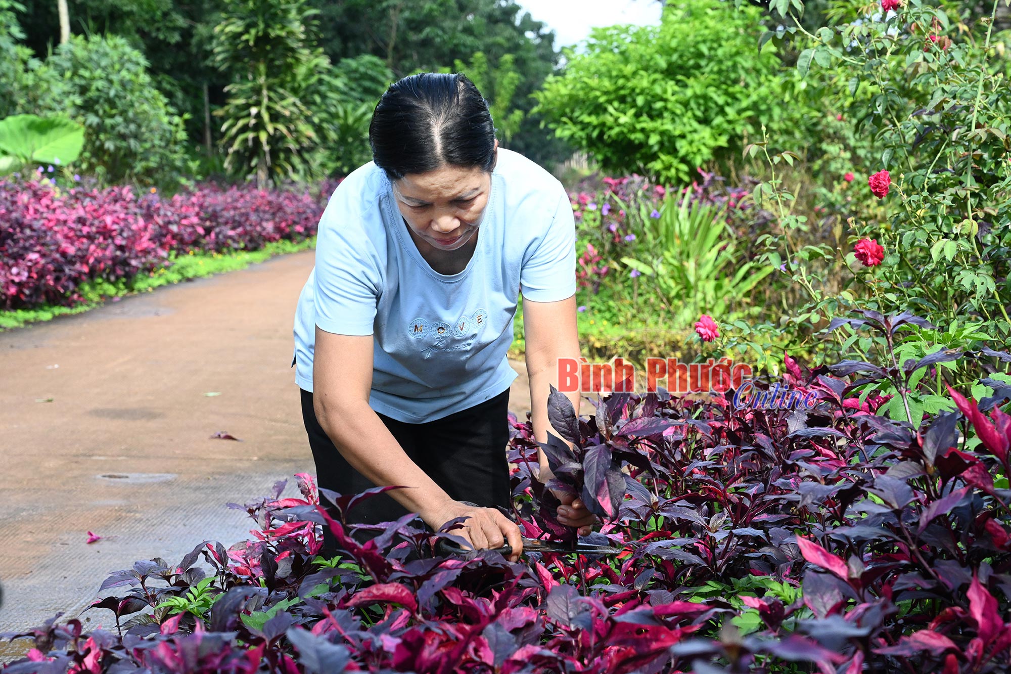Đường quê xanh, sạch, đẹp