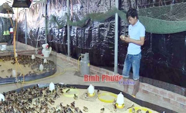 Phát triển kinh tế từ nuôi gà thả vườn