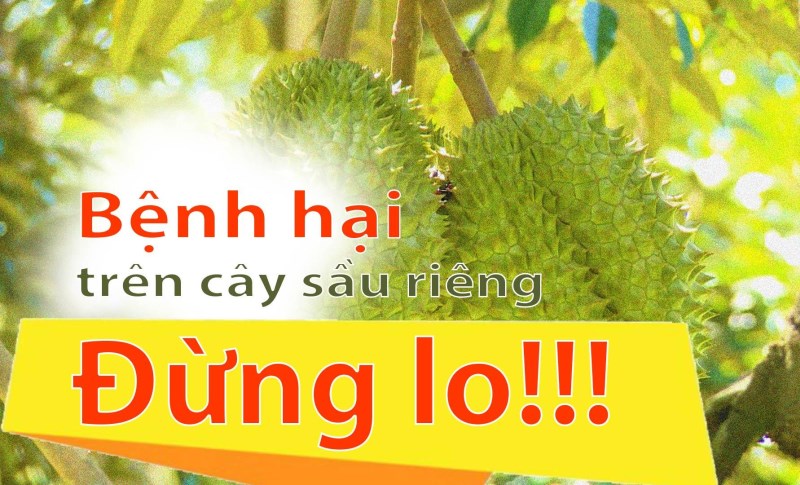Sâu, bệnh trên cây sầu riêng và cách phòng, trị Sâu, bệnh trên cây sầu riêng và cách phòng, trị
