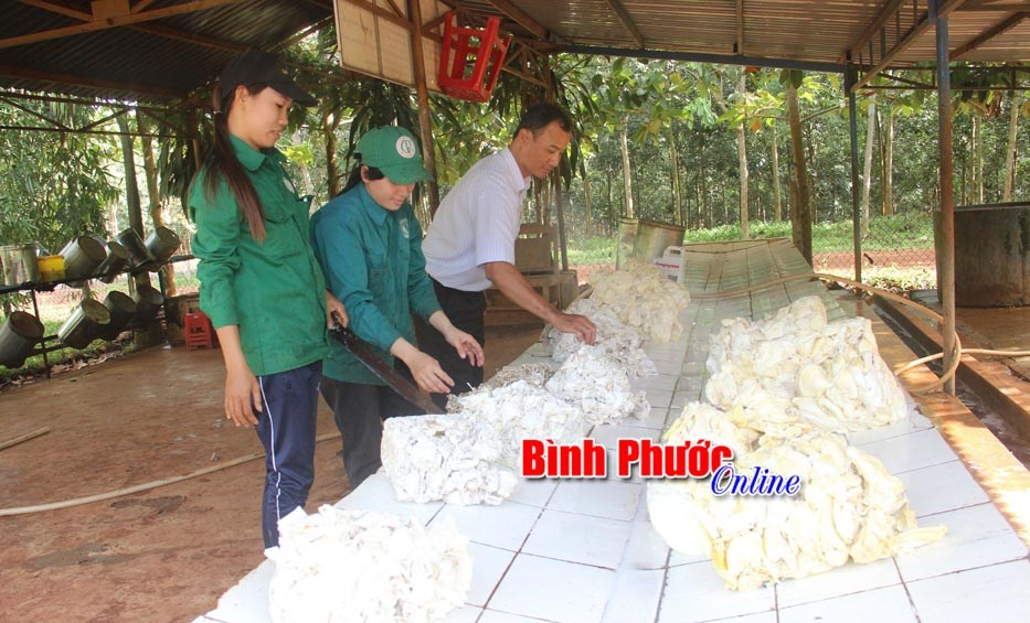 Công nhân cao su Phú Riềng làm xuyên tết Công nhân cao su Phú Riềng làm xuyên tết