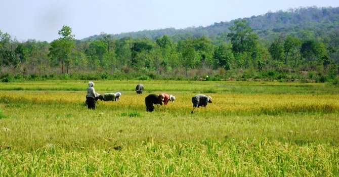 Chuyển mục đích sử dụng đất trồng lúa trái phép bị phạt đến 50 triệu đồng Chuyển mục đích sử dụng đất trồng lúa trái phép bị phạt đến 50 triệu đồng