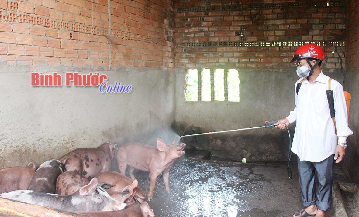 Phú Riềng siết chặt phòng, chống dịch tả lợn châu Phi Phú Riềng siết chặt phòng, chống dịch tả lợn châu Phi