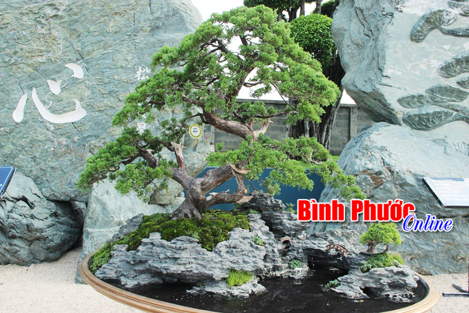 Tưng bừng lễ hội Bonsai châu Á – Thái Bình Dương Tưng bừng lễ hội Bonsai châu Á – Thái Bình Dương