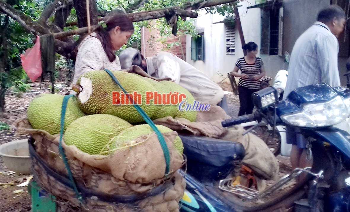 “Sốt” giá mít Thái “Sốt” giá mít Thái