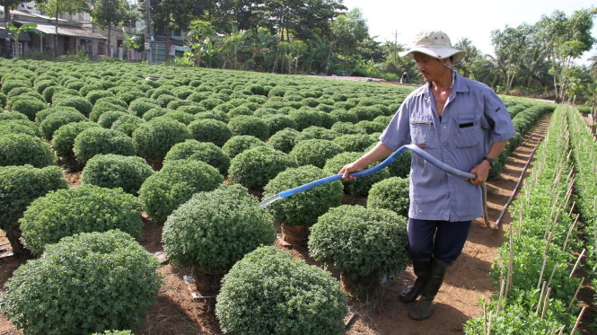 Hoa tết: trồng rồi... lo Hoa tết: trồng rồi... lo