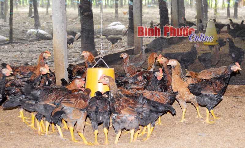 Nông dân tăng đàn gà phục vụ thị trường tết Nông dân tăng đàn gà phục vụ thị trường tết