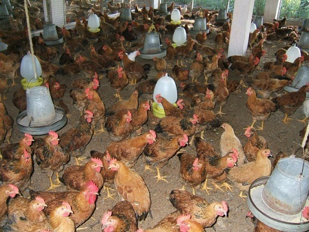 Người chăn nuôi gặp khó khi giá gà giảm mạnh Người chăn nuôi gặp khó khi giá gà giảm mạnh