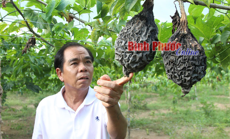 Gấc đắng