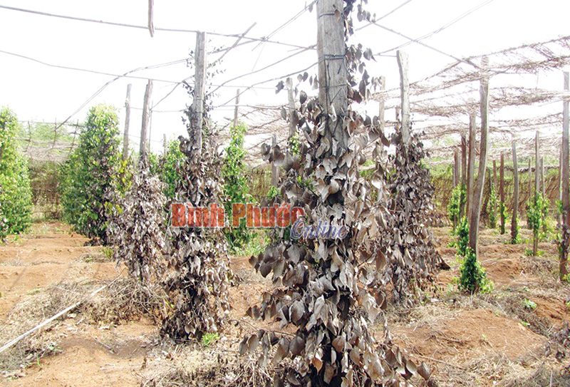 Không nên “đánh bạc” với hồ tiêu Không nên “đánh bạc” với hồ tiêu