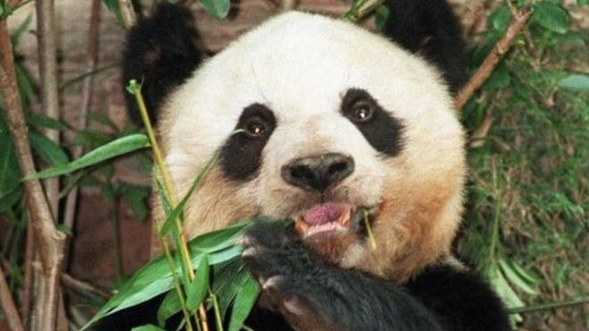 Con gấu trúc già nhất thế giới được tiêm thuốc để từ giã cõi đời