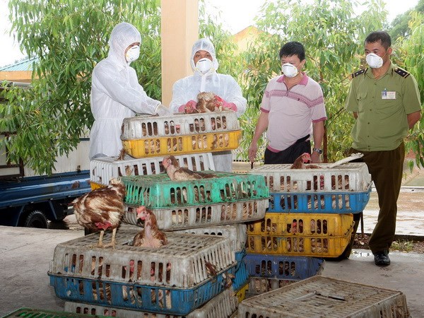 Bắt giữ hơn 300kg gia cầm nhập lậu từ Trung Quốc Bắt giữ hơn 300kg gia cầm nhập lậu từ Trung Quốc