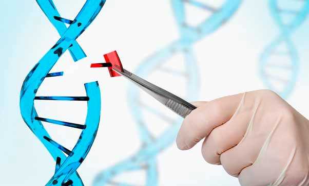 Cấy ghép não, con người biến đổi gene chỉ còn là vấn đề thời gian? Cấy ghép não, con người biến đổi gene chỉ còn là vấn đề thời gian?