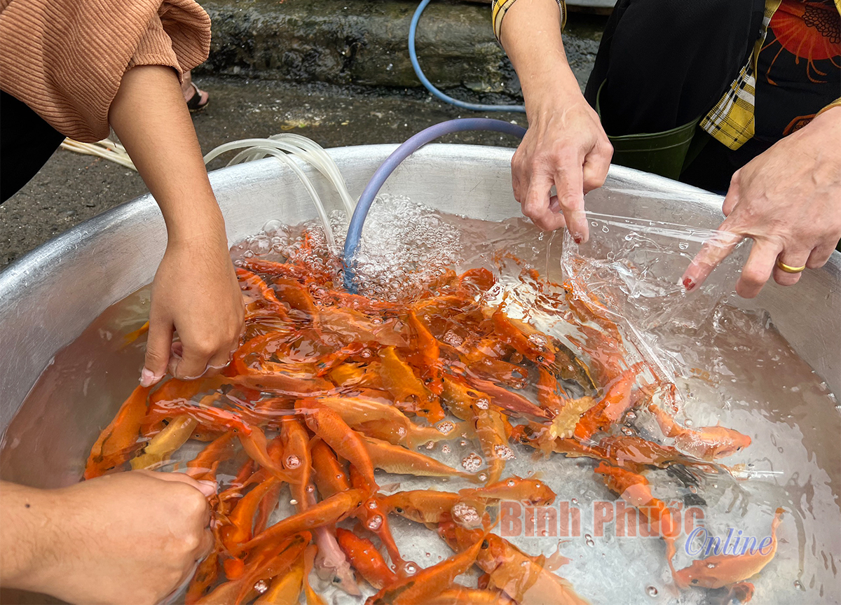 ghi_nhan_cho_ca_cung_ong_tao_6_10275925012022.jpg