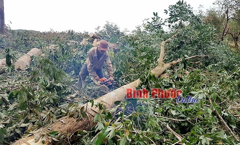 Giá cao su thanh lý tăng cao