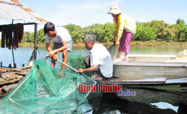 Giá cá tăng, người nuôi vui Giá cá tăng, người nuôi vui