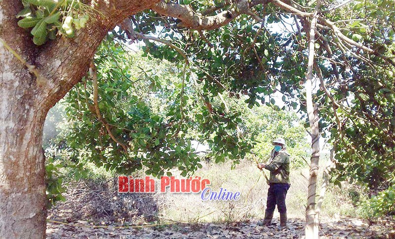Giá điều ở mức cao, nông dân vẫn chưa thu lợi Giá điều ở mức cao, nông dân vẫn chưa thu lợi