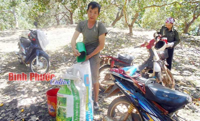 Giá điều rớt cuối vụ, nông hộ phơi khô tích trữ Giá điều rớt cuối vụ, nông hộ phơi khô tích trữ
