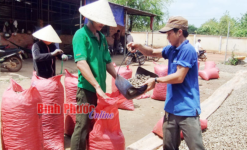 Giá điều tăng: Thêm niềm tin cho nhà vườn