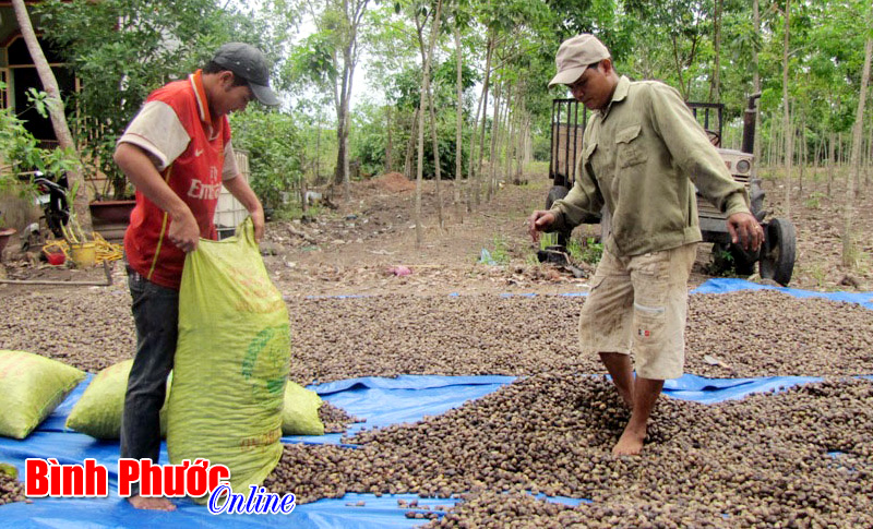 Giá điều thô nguyên liệu tăng Giá điều thô nguyên liệu tăng