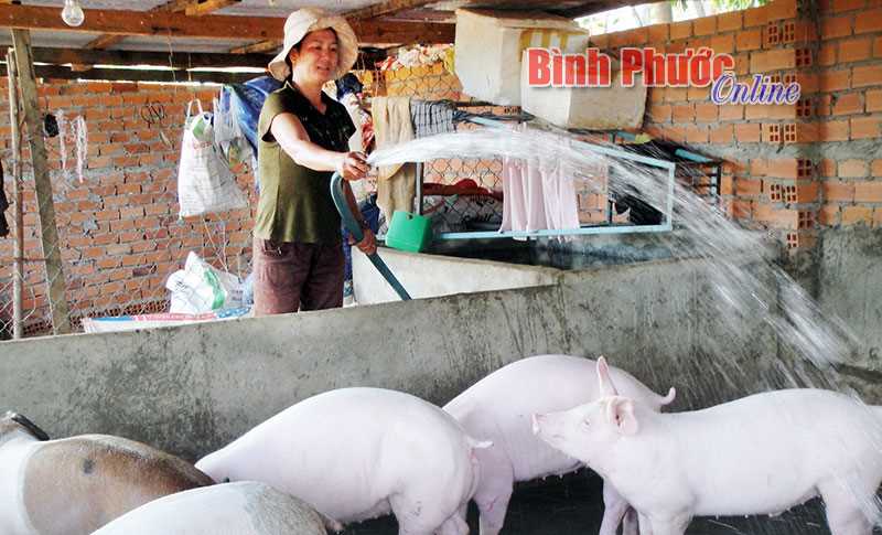 Giá heo tăng, niềm vui chưa trọn Giá heo tăng, niềm vui chưa trọn