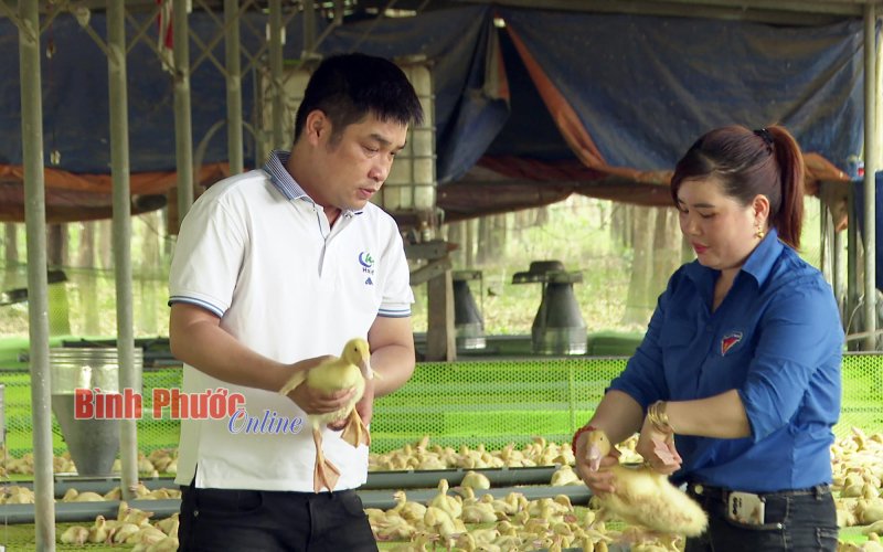 Giải pháp kinh tế từ nuôi vịt
