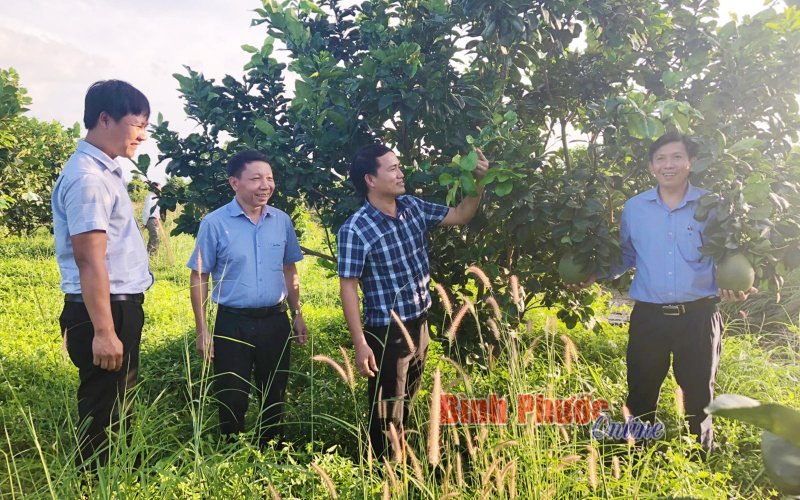 Giải pháp phát triển bền vững cây có múi