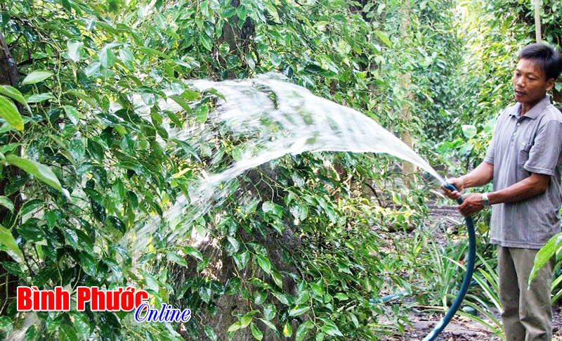 Tháng 4-2016, kinh tế Bình Phước chuyển biến tích cực Tháng 4-2016, kinh tế Bình Phước chuyển biến tích cực