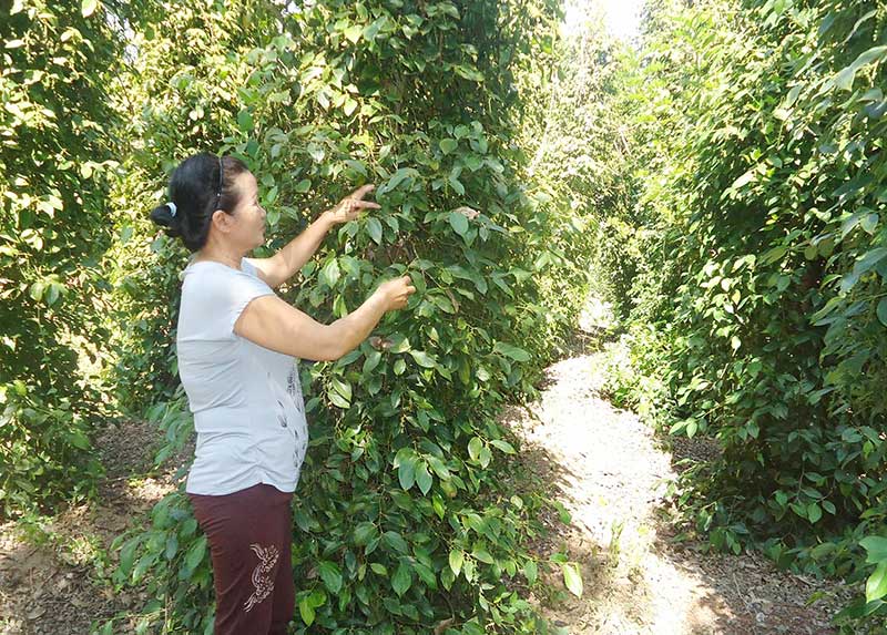 Giải pháp phát triển hồ tiêu bền vững