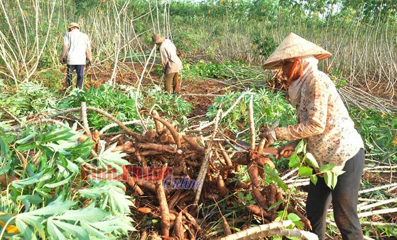 Giá mì cuối vụ vẫn chỉ 1.500 đồng/kg Giá mì cuối vụ vẫn chỉ 1.500 đồng/kg