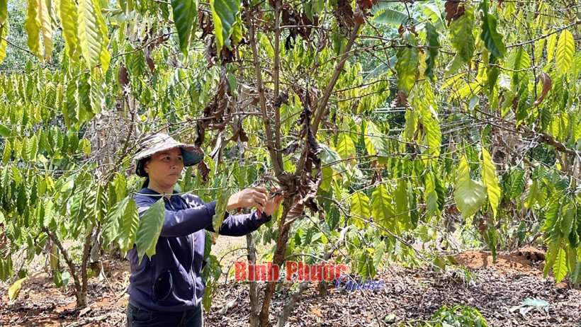 Gian nan vì nắng hạn