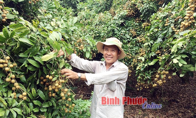 Giá nhãn tăng, nhà vườn Thanh An phấn khởi Giá nhãn tăng, nhà vườn Thanh An phấn khởi