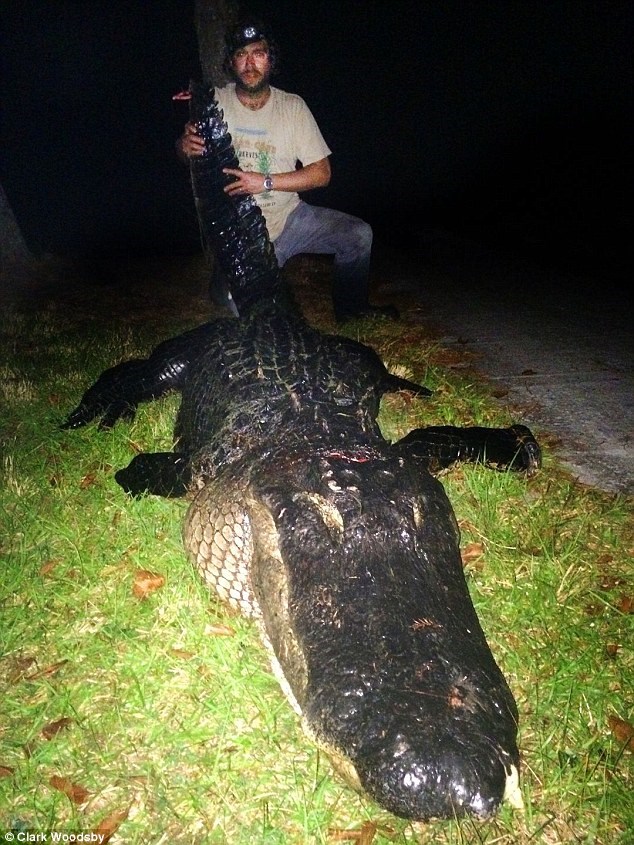 giantgator30112014080825.jpg