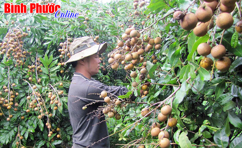 Những điển hình sản xuất giỏi ở Thanh Lương