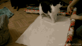 gif-5-1480862505909.gif