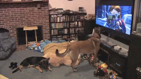 gif-6-1480862501546.gif