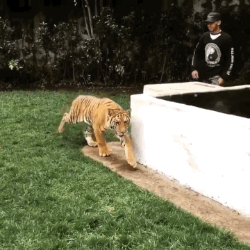 gif-7-1480862501809.gif