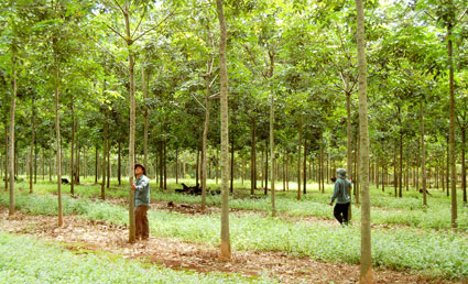 Giống cao su tràn lan, chất lượng không được kiểm soát